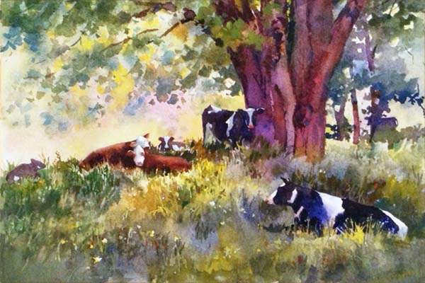Cows Resting.jpg